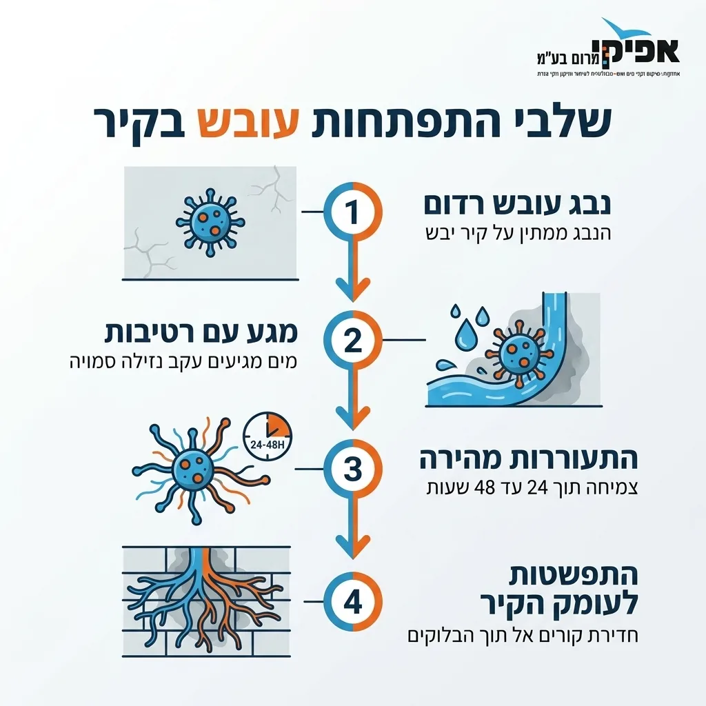 אינפוגרפיקה